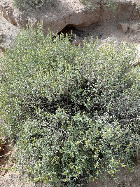 Ambrosia deltoidea