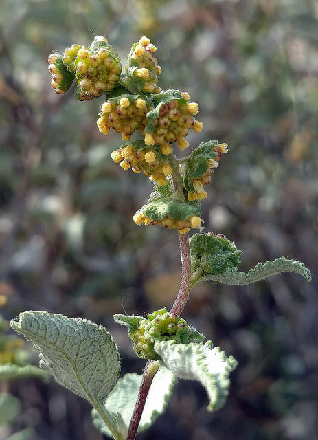 Ambrosia deltoidea