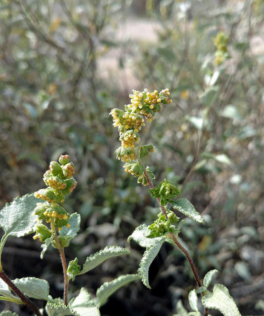 Ambrosia deltoidea