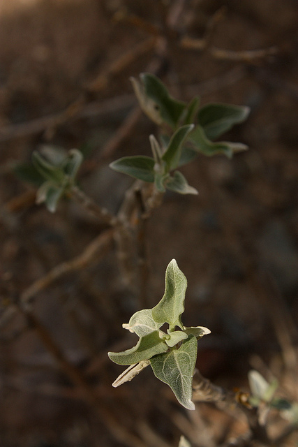 Ambrosia deltoidea