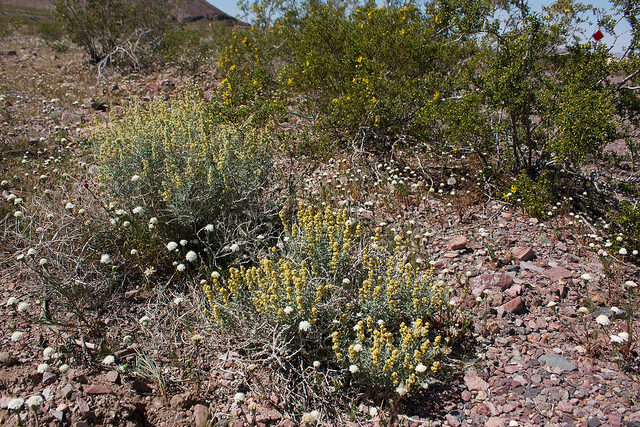 Ambrosia dumosa