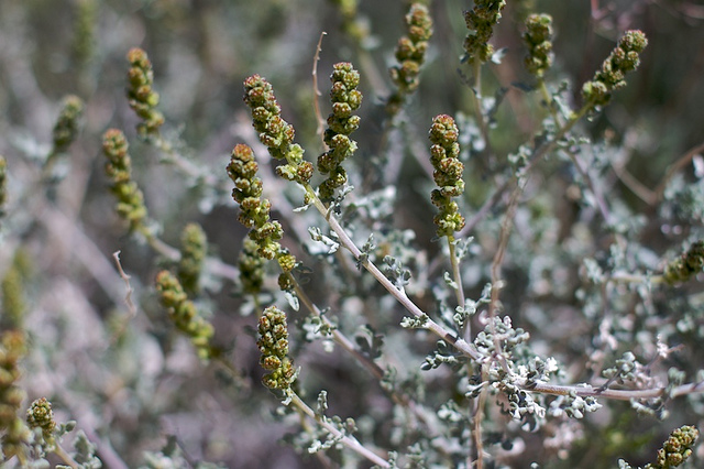 Ambrosia dumosa
