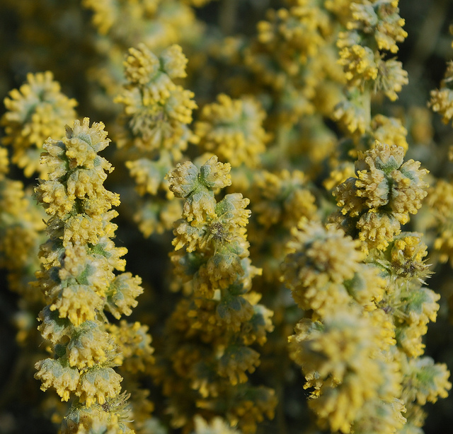Ambrosia dumosa