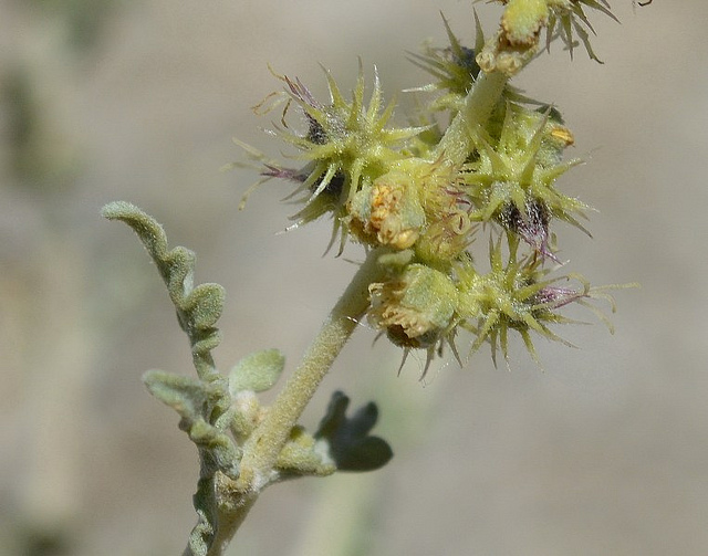 Ambrosia dumosa