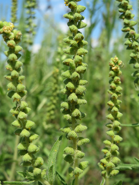 Ambroisie vivace (Ambrosia psilostachya)