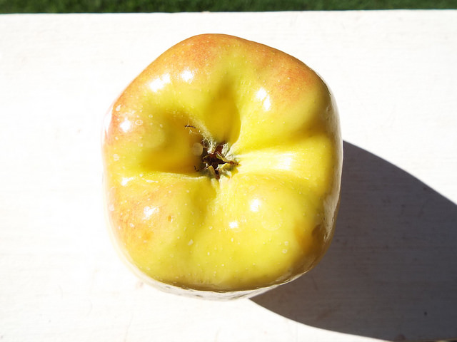 Ambrosia pumila