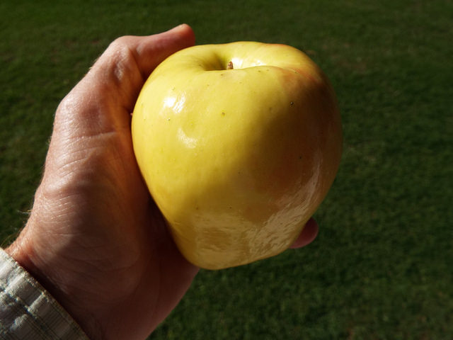Ambrosia pumila