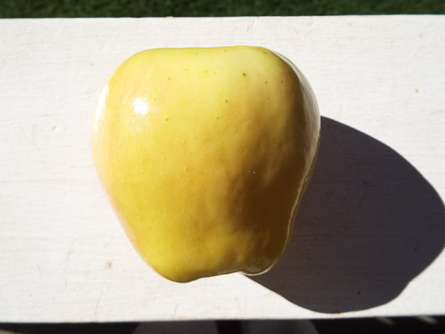 Ambrosia pumila