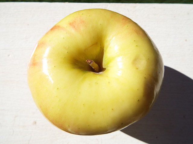 Ambrosia pumila (Ambrosia pumila)