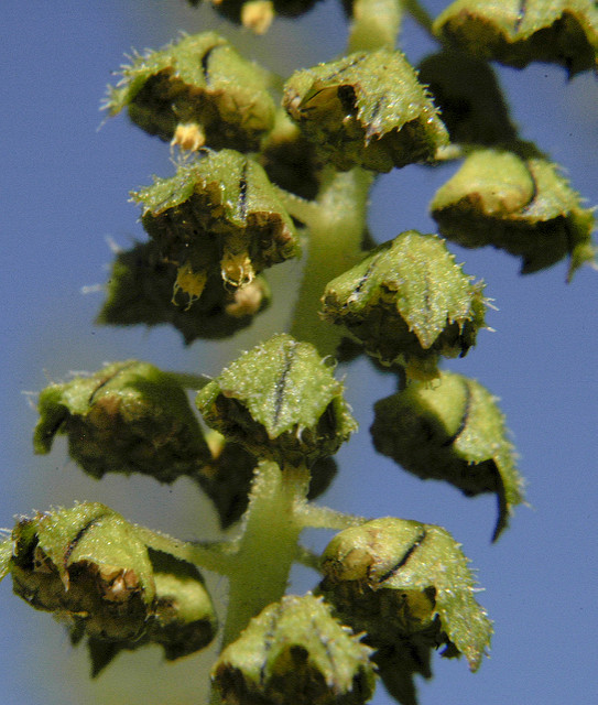 Ambroisie trifide