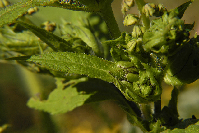 Ambroisie trifide
