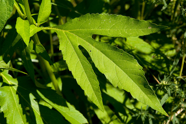 Ambroisie trifide