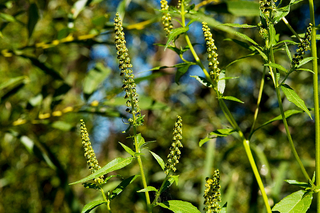 Ambroisie trifide