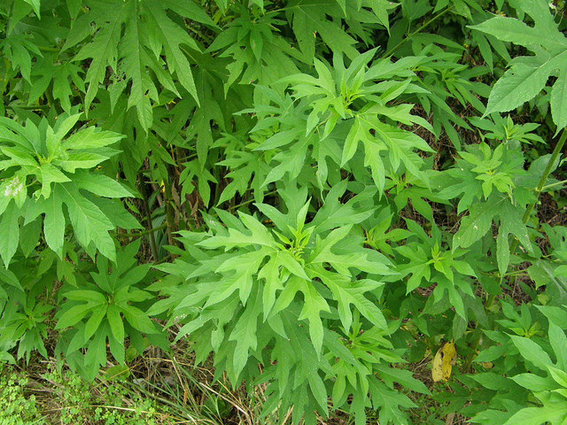 Ambroisie trifide (Ambrosia trifida)