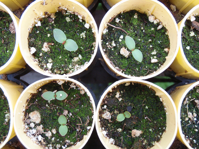 Amelanchier alnifolia