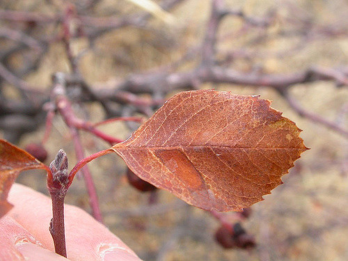 Amelanchier alnifolia