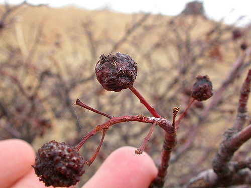 Amelanchier alnifolia