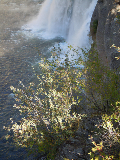 Amelanchier alnifolia