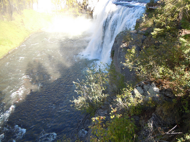 Amelanchier alnifolia