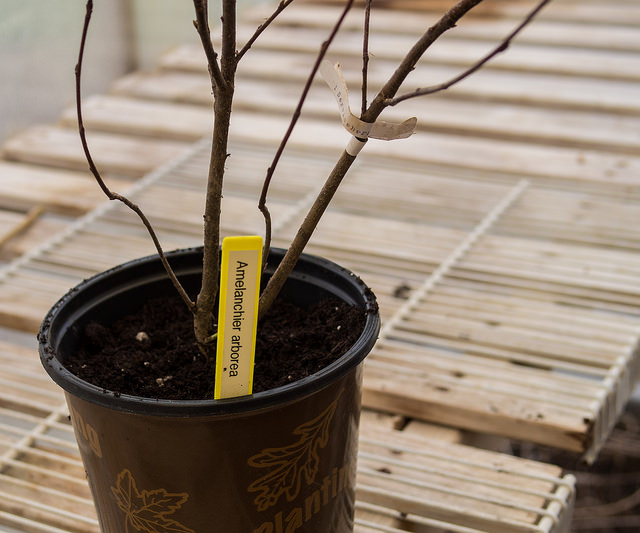 Amelanchier arborea
