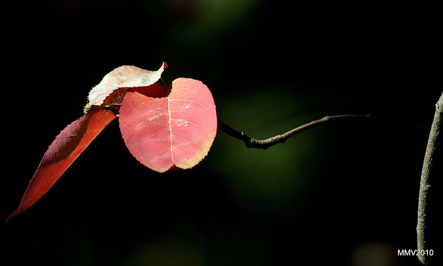 Amélanchier de lamark