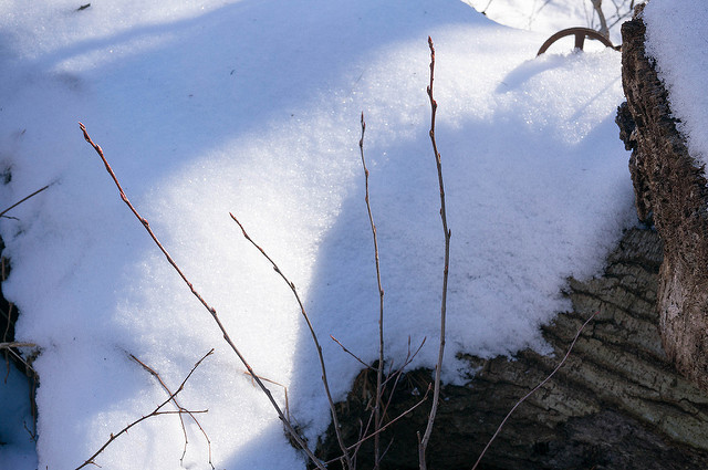 Amélanchier de lamark (Amelanchier canadensis)