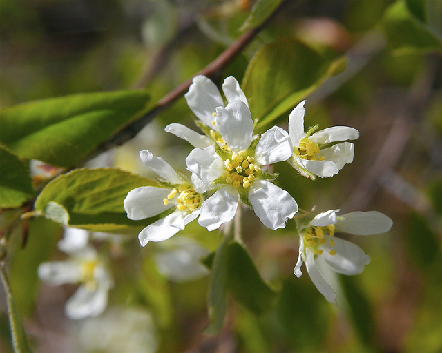 Amélanchier bas (Amelanchier humilis)
