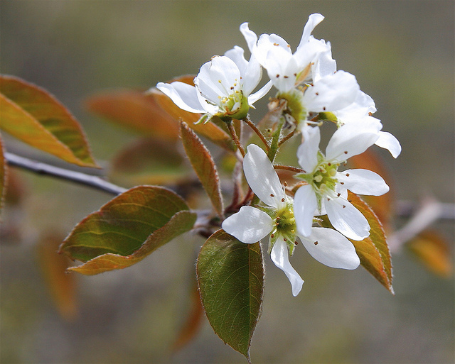 Amelanchier interior