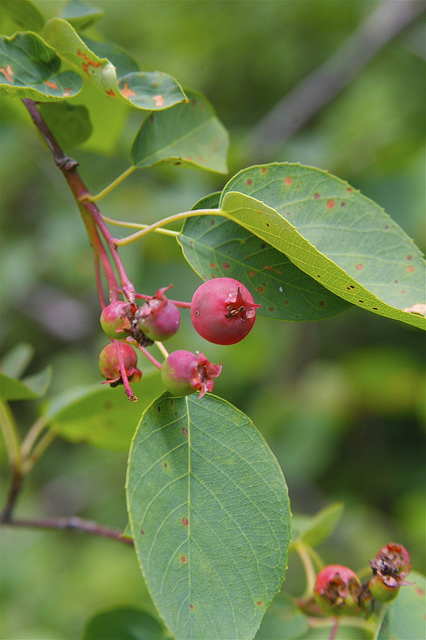 Amelanchier interior