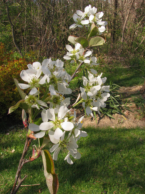 Amelanchier laevis