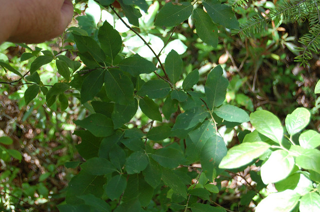 Amelanchier laevis