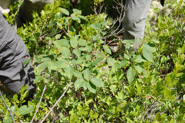 Amelanchier laevis