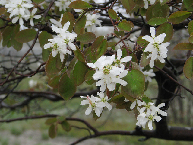 Amelanchier laevis