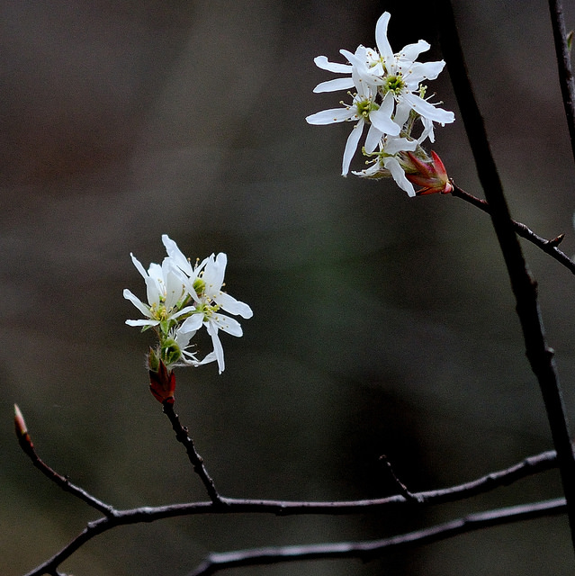 Amelanchier laevis