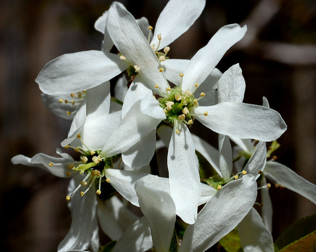 Amelanchier laevis