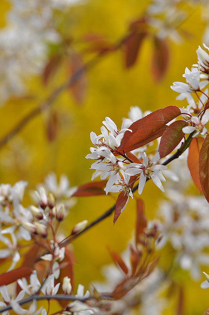 Amélanchier de lamarck (Amelanchier lamarckii)