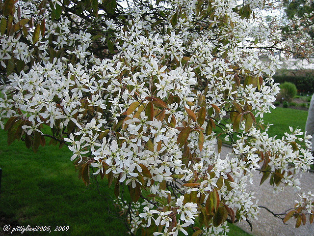 Amélanchier de lamarck