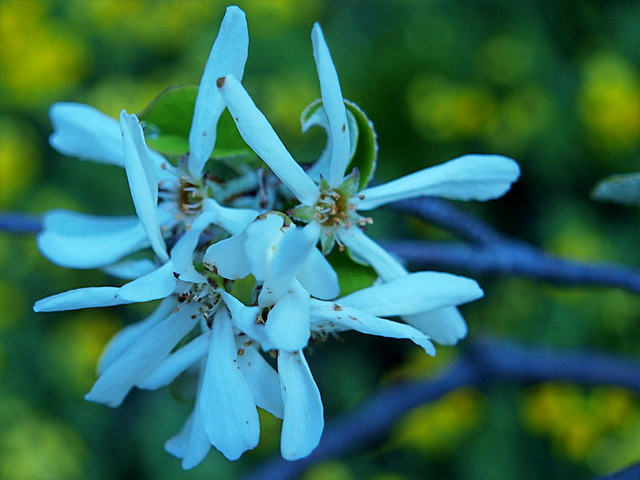 Amélanchier de lamarck