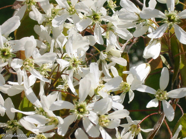 Amélanchier de lamarck