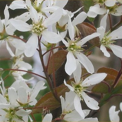 Amélanchier de lamarck