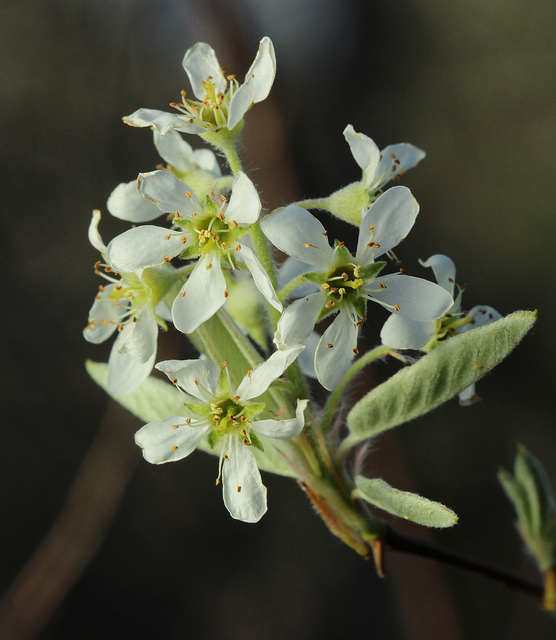 Amelanchier obovalis (Amelanchier obovalis)