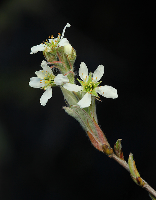 Amelanchier obovalis