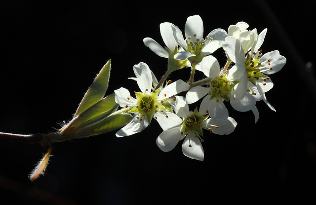 Amelanchier obovalis