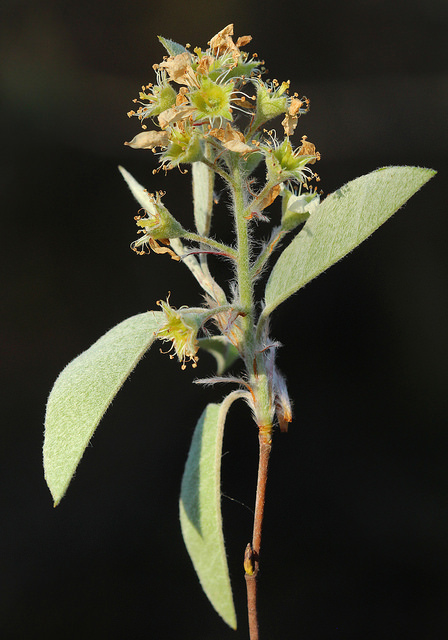 Amelanchier obovalis
