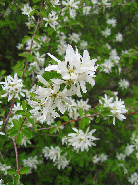 Amélanchier à feuilles ovales