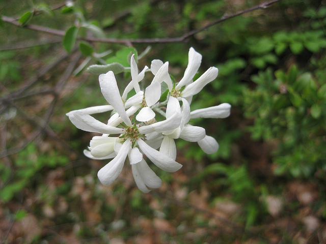 Amélanchier à feuilles ovales (Amelanchier ovalis)