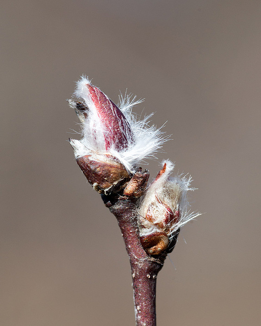 Amelanchier sanguinea