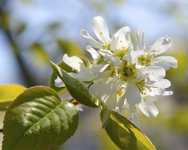 Amelanchier sanguinea