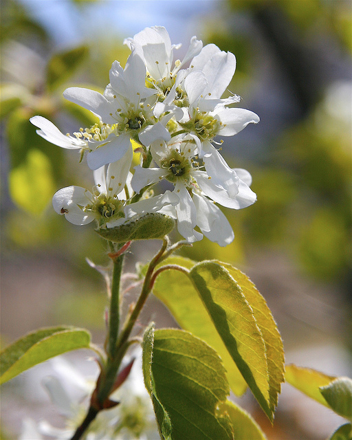 Amelanchier sanguinea