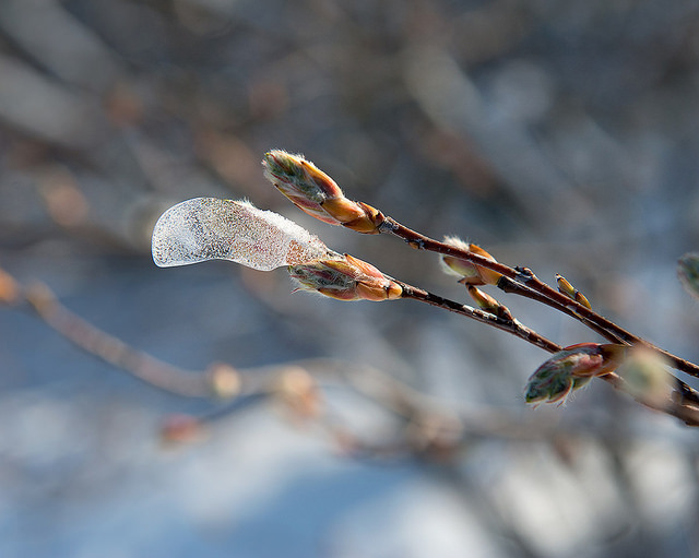 Amelanchier stolonifera